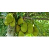 Jackfruit Seeds (Artocarpus heterophyllus) 5 - 8