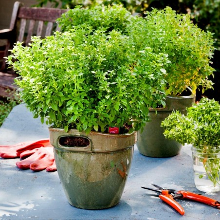 Bush or Greek Basil Seeds (Ocimum basilicum) | €1.95