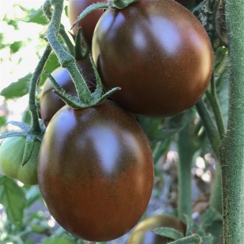 Sementes de tomate BLACK PLUM 2.85 - 4