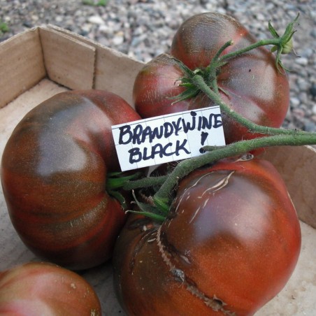 Sementes de tomate Brandywine Black | 1,85 €