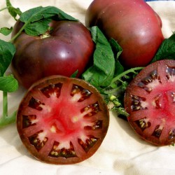 BRANDYWINE BLACK Tomato Seeds 1.85 - 2