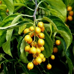 Intellect Tree Seeds - Black Oil Plant 1.85 - 3