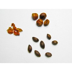 Intellect Tree Seeds - Black Oil Plant 1.85 - 4