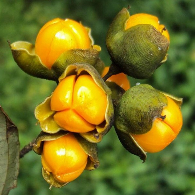 Jyotishmati - Drvo inteligencije Seme (Celastrus paniculatus) | 2,45 €