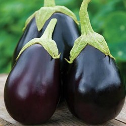 Organic Black Beauty Eggplant Seeds 1.8 - 2