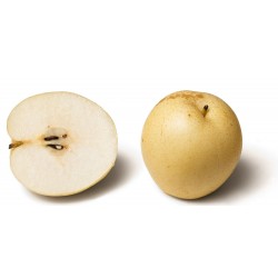 Asian Pear Seeds - Chinese Sand Pear (Pyrus pyrifolia) 3 - 3