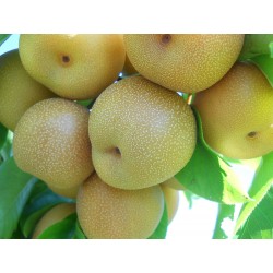 Asian Pear Seeds - Chinese Sand Pear (Pyrus pyrifolia) 3 - 4