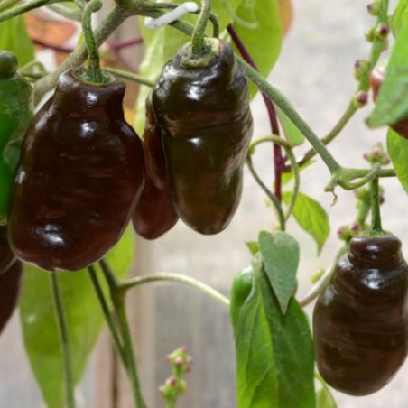 Rocoto Manzano Brown Seeds | €2.50