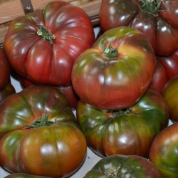 Black Krim Tomato Seeds 1.85 - 3
