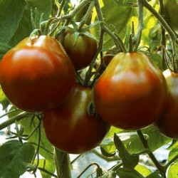 Σπόροι Ντομάτα μαύρη τρούφα 1.85 - 1