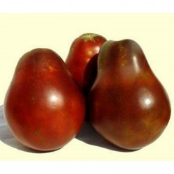 Σπόροι Ντομάτα μαύρη τρούφα 1.85 - 3