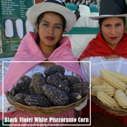 Peruanska Majs "K'uyu Chuspi" Cancha Svart Violett Vit Frön 2.45 - 1