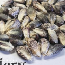 Peruvian Black Violet White "K'uyu Chuspi" Corn Seeds 2.45 - 2
