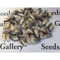Peruvian Black Violet White "K'uyu Chuspi" Corn Seeds 2.45 - 4