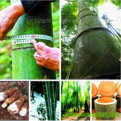 Semillas de Bambu Gigante