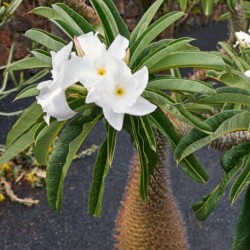 Madagaskarska Palma Seme (Pachypodium lamerei) 1.95 - 1
