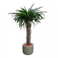 Pachypodium lamerei Samen - Madagascar Palm 1.95 - 2