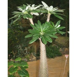 Semi Di Palma "Pachypodium Lamerei - Madagascar Palme" 1.95 - 4