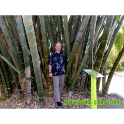 Semi Di Bambù Gigante  Resistenti -25 ° C