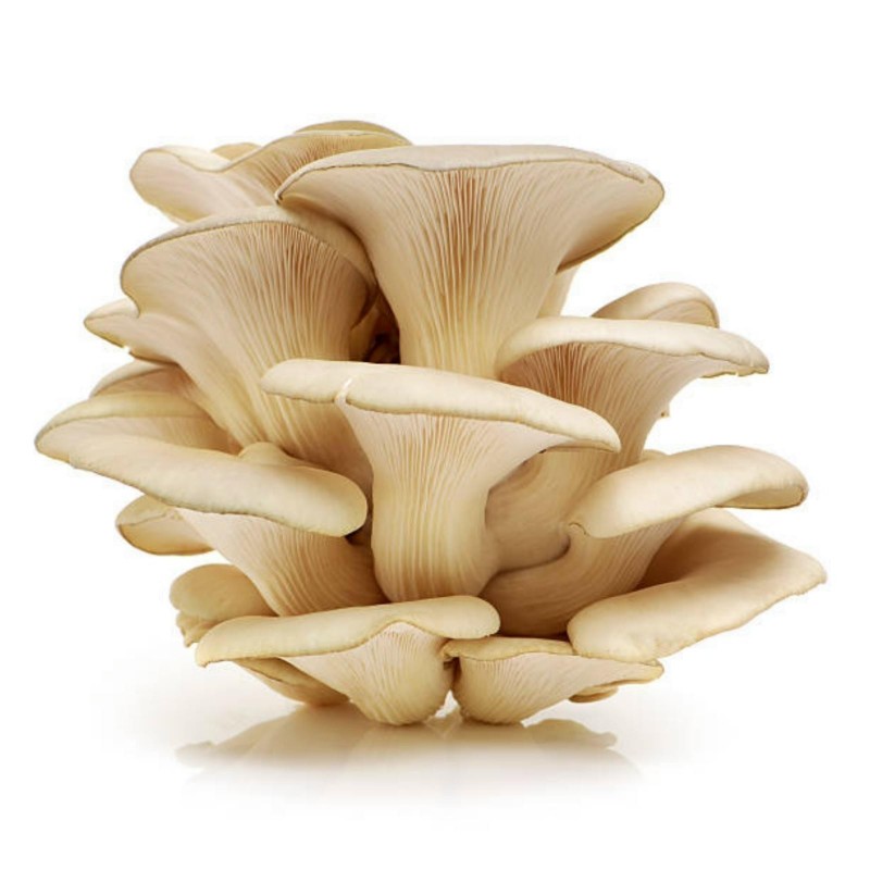 Winter Oyster mushrooms pleurotus ostreatus Real naturall seeds spores $9.90 