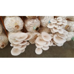 Semi - Micelio dei Funghi Oyster Bianco (Pleurotus Citrinopileatus) 3 - 8