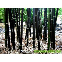 Sementes de Bambu-preto (Phyllostachys nigra)
