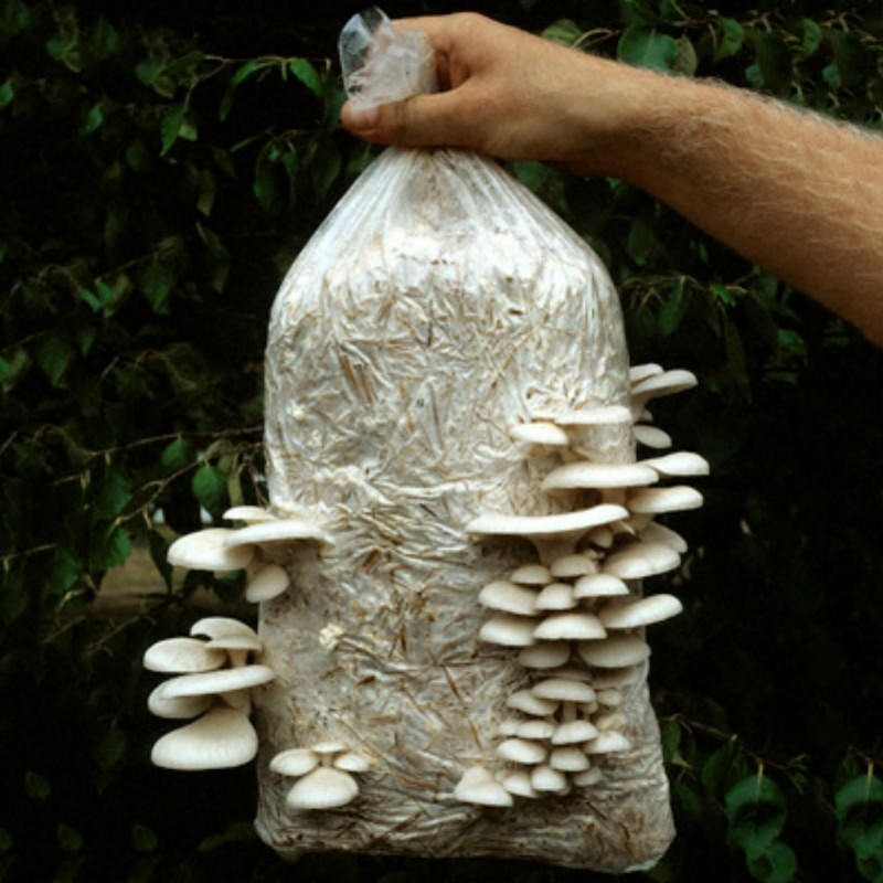 White Oyster Mushroom Mycelium Spores Seeds (Pleurotus cornucopiae)
