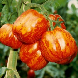 Ντομάτα σπόρος STRIPED STUFFER 1.65 - 5