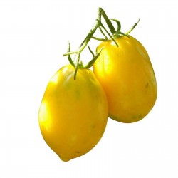 Sementes De Tomate Limão "Lemon Plum" 1.95 - 1