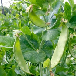 Sweet Pea Seeds “British Wonder” 1.35 - 2