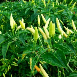 Rawit Chili Seeds (Capsicum frutescens) 1.95 - 1