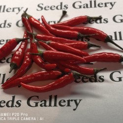 Sementes de Pimentão Rawit Vermelho (Capsicum frutescens) 1.95 - 2