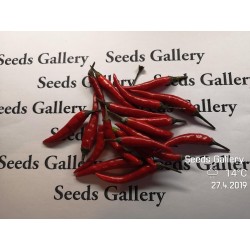Sementes de Pimentão Rawit Vermelho (Capsicum frutescens) 1.95 - 3