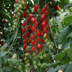 Sementes de Tomate Mini San Marzano Amarelo e vermelho 1.95 - 2