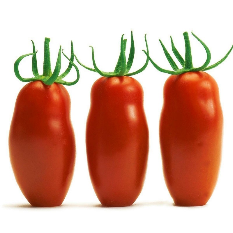 Sementes de Tomate Mini San Marzano Amarelo e vermelho 1.95 - 6