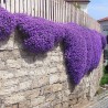 Price: €1.95 - Sementes De Tomilho Selvagem  (Thymus serpyllum) -  - 1