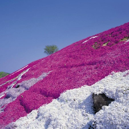 Price: €1.95 - Sementes De Tomilho Selvagem  (Thymus serpyllum) -  - 2