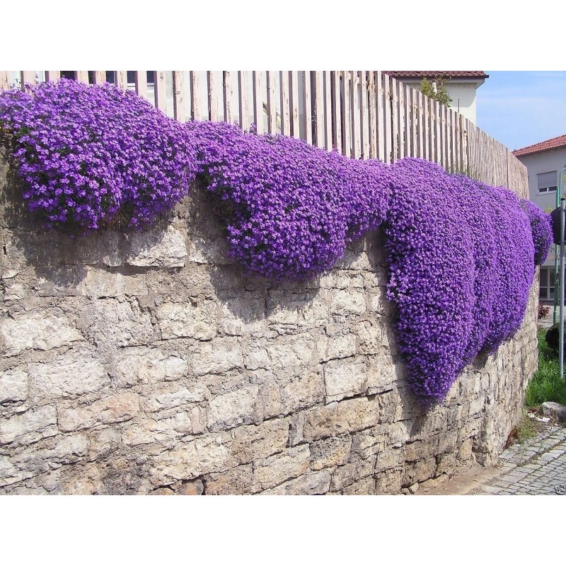 Price: €1.95 - Sementes De Tomilho Selvagem  (Thymus serpyllum) -  - 3