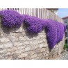 Price: €1.95 - Sementes De Tomilho Selvagem  (Thymus serpyllum) -  - 3