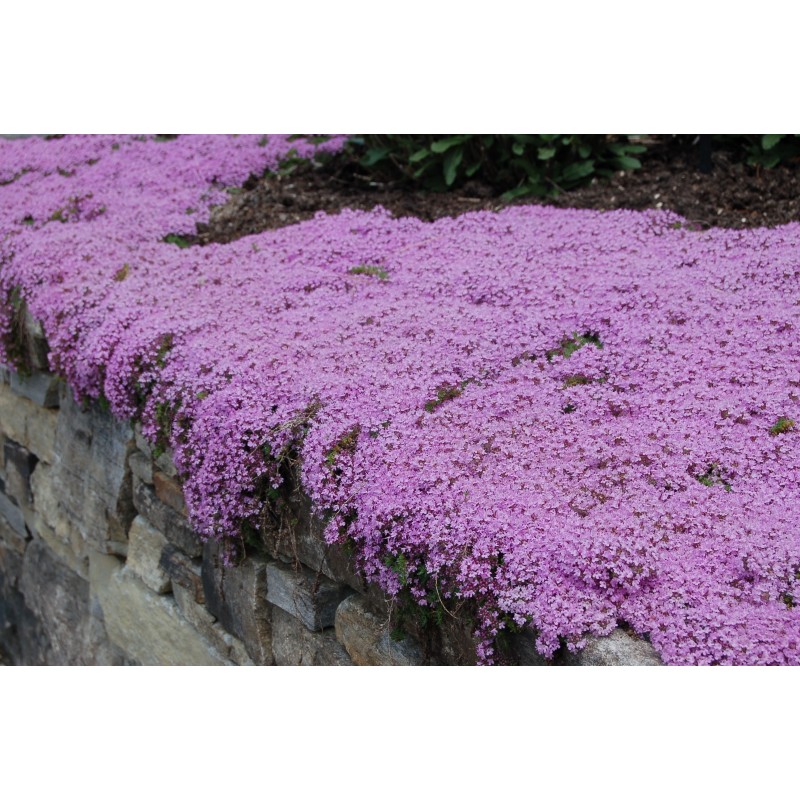Price: €1.95 - Sementes De Tomilho Selvagem  (Thymus serpyllum) -  - 4
