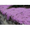 Price: €1.95 - Sementes De Tomilho Selvagem  (Thymus serpyllum) -  - 4