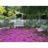 Price: €1.95 - Sementes De Tomilho Selvagem  (Thymus serpyllum) -  - 5