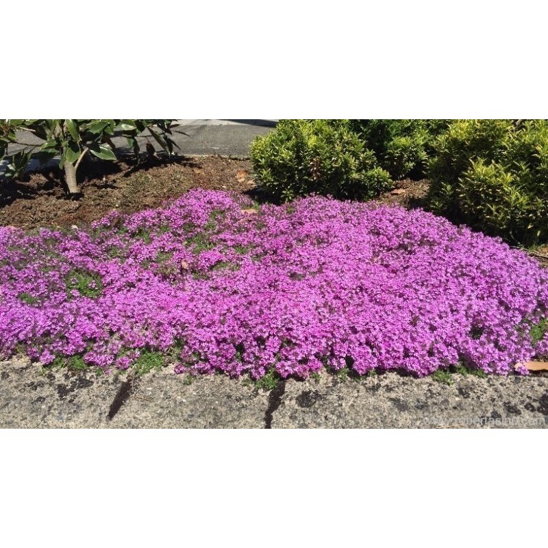 Price: €1.95 - Sementes De Tomilho Selvagem  (Thymus serpyllum) -  - 6