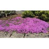 Price: €1.95 - Sementes De Tomilho Selvagem  (Thymus serpyllum) -  - 6