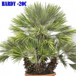 Mediteranska lepezasta palma, Evropska palma Seme (Chamaerops humilis)  3 - 3