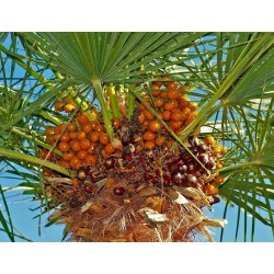 Sementes de Palmeira Européia, Palmeira Anã Mediterrânea (Chamaerops humilis) 3 - 2