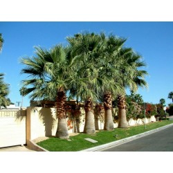 Kalifornijska lepezasta palma Seme (Washingtonia filifera) 1.75 - 3