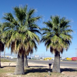 Sementes de Palmeira-de-saia (Washingtonia filifera) 1.75 - 2