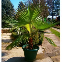 Sementes de Palmeira-de-saia (Washingtonia filifera) 1.75 - 4