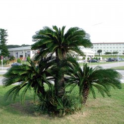 Japanische Palmfarn Samen (Cycas revoluta) 1.75 - 2